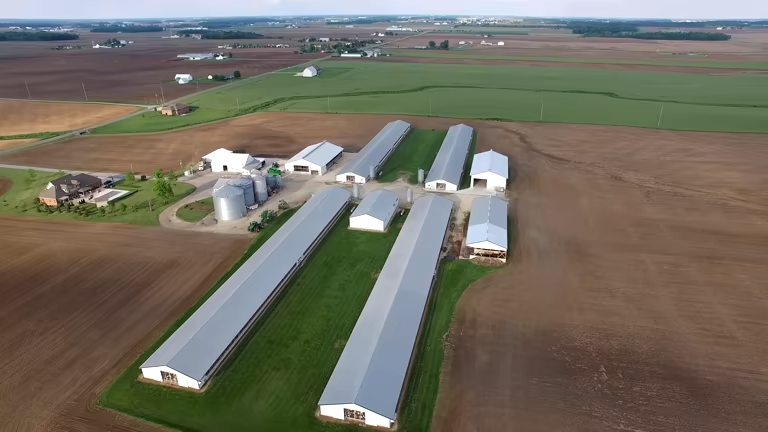 Automatic Poultry House with Integrated Feeding System, High-Strength Steel Structure, and Intelligent Environmental Control