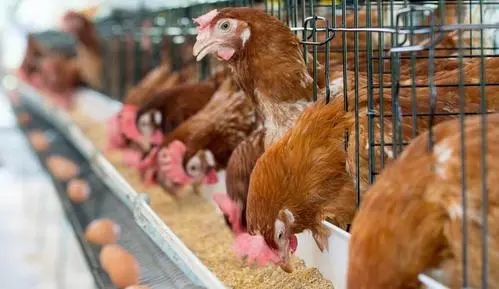 Amino Acid Feed Additives Specialty Chelates Cr Chelate Organic Cr For Poultry and livestock