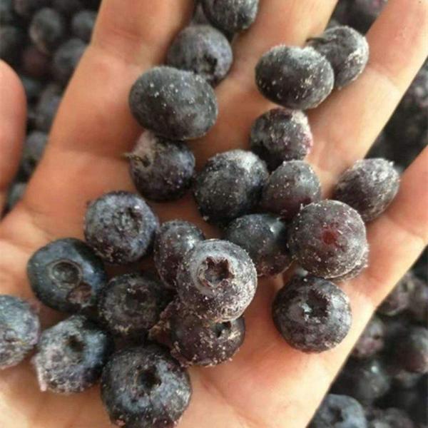IQF Sweet Whole Blueberries Frozen Blueberries