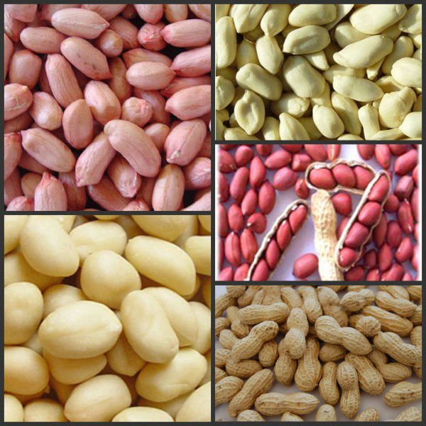 Organic peanut kernels, organic peanut in shell, organic blanched peanut, organic peanut