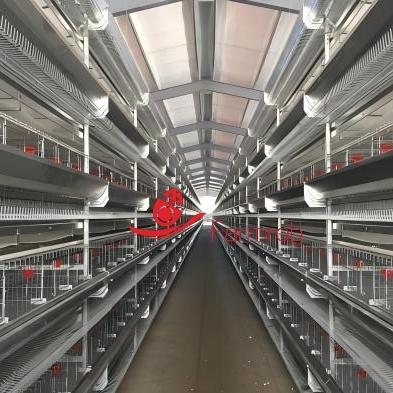 Système de cage de poulet de 3 à 5 niveaux Système intelligent avec trou Al-Zn-Mg