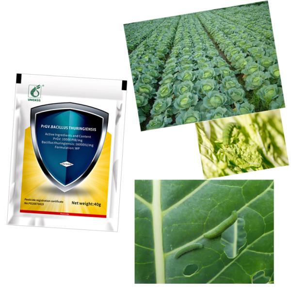 Insecticidas biológicos orgánicos 100% naturales PrGV y Bt Formulación en polvo de plaguicidas ecológicos