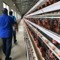 O tipo galinha da escada que coloca os ovos prende frio e quente galvanizados