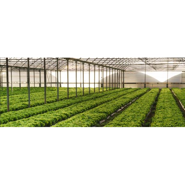 PH5~7 Agricultural Water Soluble Chitosan Powder For Plants