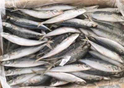 isca de pesca congelada Muroaji do Decapterus de 90g BQF Seafrozen