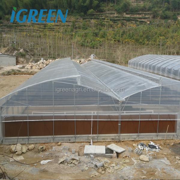 Roof Window Multi Tunnel Greenhouse With Zinc Coating 275gsm And Tunnel Width 8m