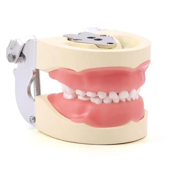 Desmontable 24pcs Niños Dentes Dental Modelo de Resina Hecho Entrenamiento Niños Dentes Modelo de práctica