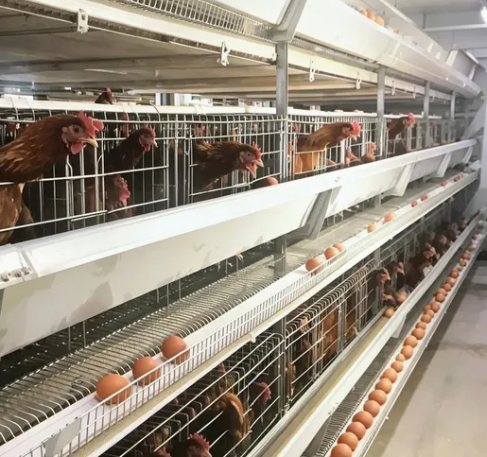 Hot Dipped Galvanized H Type Battery Cage with Automatic Feeding System and 15-20 Years Lifespan
