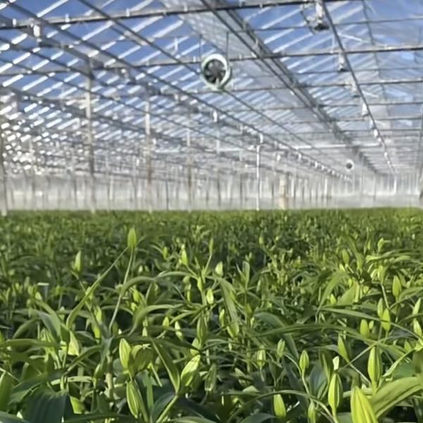 A Type Roof Glass Greenhouse Hydroponics System for Flowers Affordable Shipping Cost