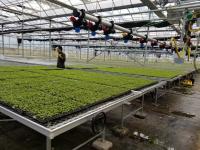 Camas crescentes da estufa do fio do rolamento