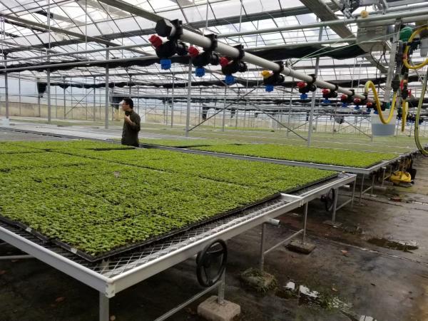 Camas crescentes da estufa do fio do rolamento