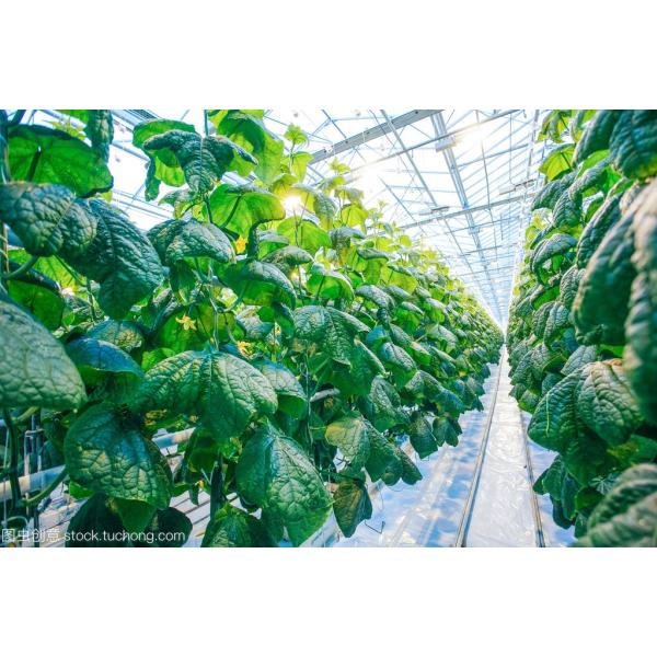 NPK 15-00-15 Npk Fertilizer Granule Agricultural Fertilizer  Organic Fertilizer  NPK 15-00-15 MTL