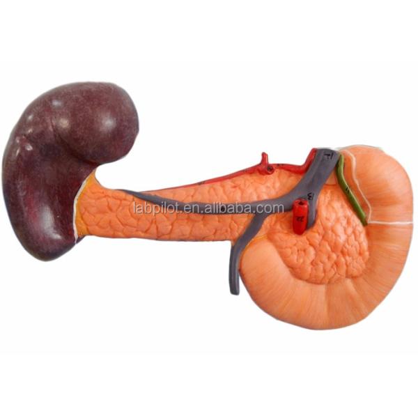 Educational Demonstration Model of Human Life Size Pancreas with Spleen and Duodenum