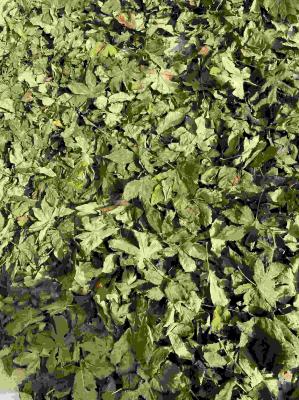 Dried Pure Raspberry Leaf Tea Bag Cut Sifted Sweet Raspberry Leaves Herbs Tea Bags Pregnancy Tea