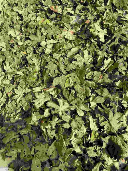Dried Pure Raspberry Leaf Tea Bag Cut Sifted Sweet Raspberry Leaves Herbs Tea Bags Pregnancy Tea