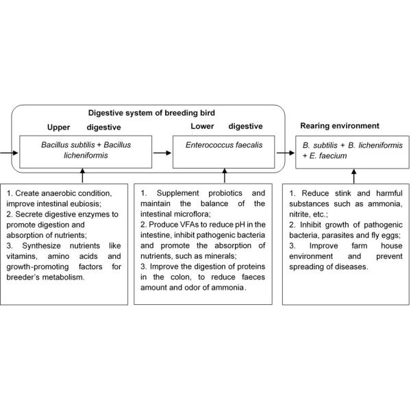 Blend Powder 200g/MT Probiotics For Animal Breeding Bird