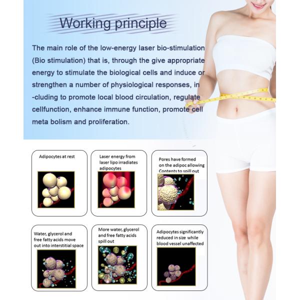 Коммерчески портативная длина волны диода машины 336 лазерной терапии Липо потери веса