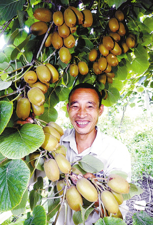 Adubo líquido Chelated 15% do boro do cálcio para as batatas solúveis em água