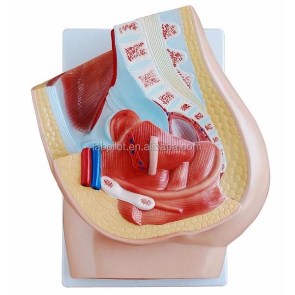 Vivid Female Pelvis Model for Medical Teaching Categories Human Genital System Models