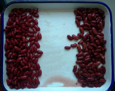 Tamanho feito sob encomenda que enlata o feijão vermelho vermelho britânico escuro superior dos legumes frescos