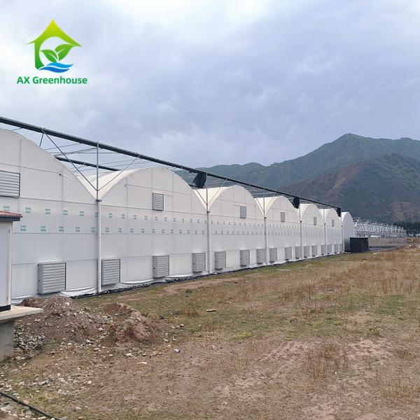 Оцинкованная стальная рама PE Пластиковая пленка теплица для сельского хозяйства Недорогой туннель