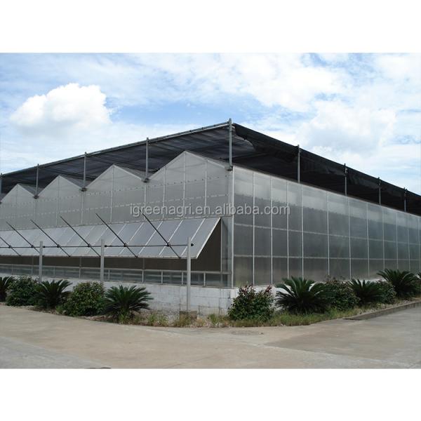 WL108Y Large IGreen Polycarbonate Panels Customized Length for Greenhouse