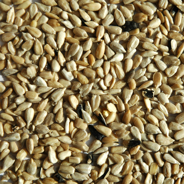 Seeds Color Sorter Machine For Sunflower Seeds Hempseeds Sesame Pumpkin Seed Melon Seed