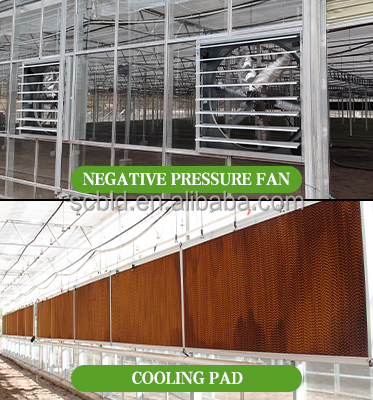 Agricultural Single Span Tunnel Green House Sprinkler Irrigation Lettuce Greenhouse For Farm