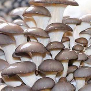 Autoclavable Mushroom Growing Bags, Mushroom Spawn Bags, Stand Up Durable Bags, Garden Supplies, Breathable