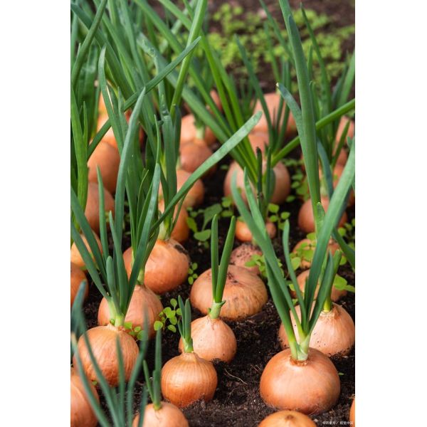 onion harvesting machine harvester