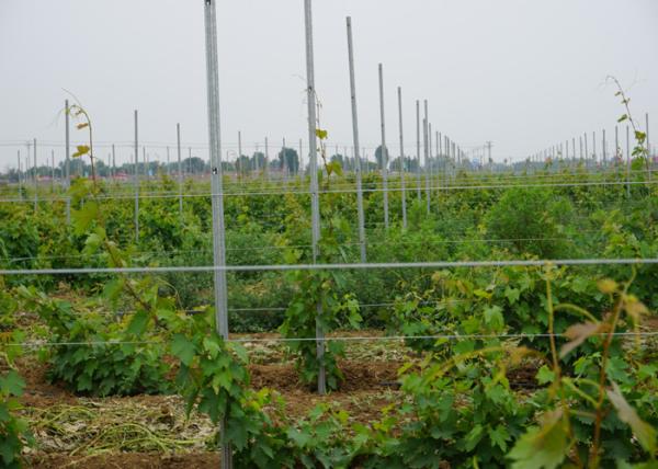Zinc Coating Garden Trellis Posts For Farm Plant Supporting Water Resistant
