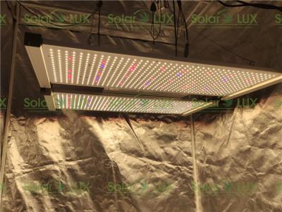 A horticultura 240Watts DIY conduziu luzes do jardim interno