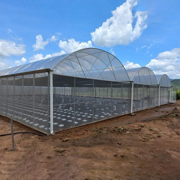 Ventilação completa hidropônica do lado da estufa do período de Tailândia multi industrial