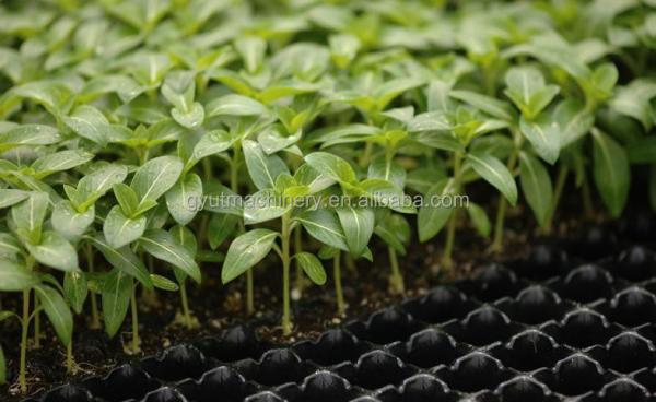 Upgrade Your Harvesting Process with 1200mm Aquaponics Microgreens Harvester 170 KG