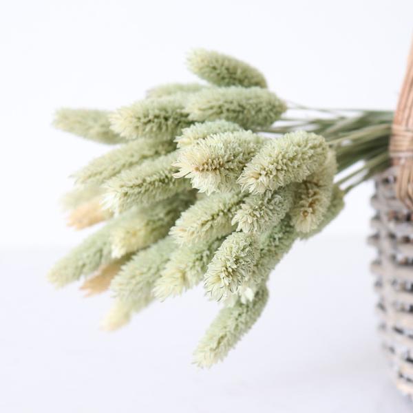 Home Decorate 40cm Green Bristlegrass Dried Flower Bunches