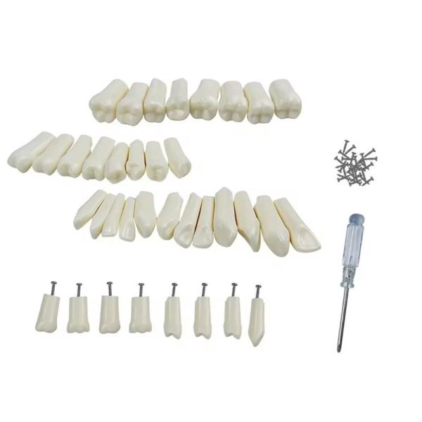 32pcs / Set Dental Typodont Replacement Teeth Dental Student Practice Tools Hardness Resin Teeth