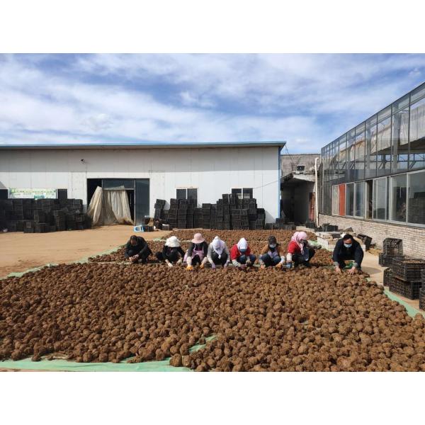 Con bajo contenido de grasa Konjac Glucomanano en polvo Suplemento nutricional Gel natural para beneficios dietéticos y de belleza