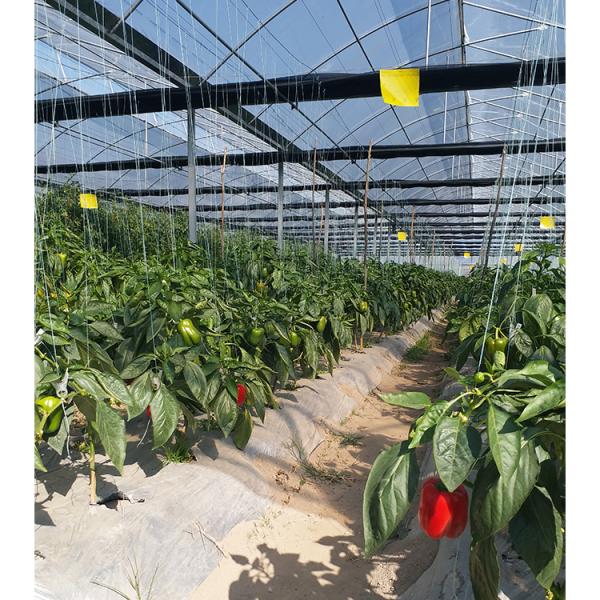 8-12m Single Span Greenhouse with Roof Vent 90mph Wind Resistance