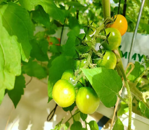 Customized Commercial Tomato Greenhouse Multi Span Greenhouse Plants Growing