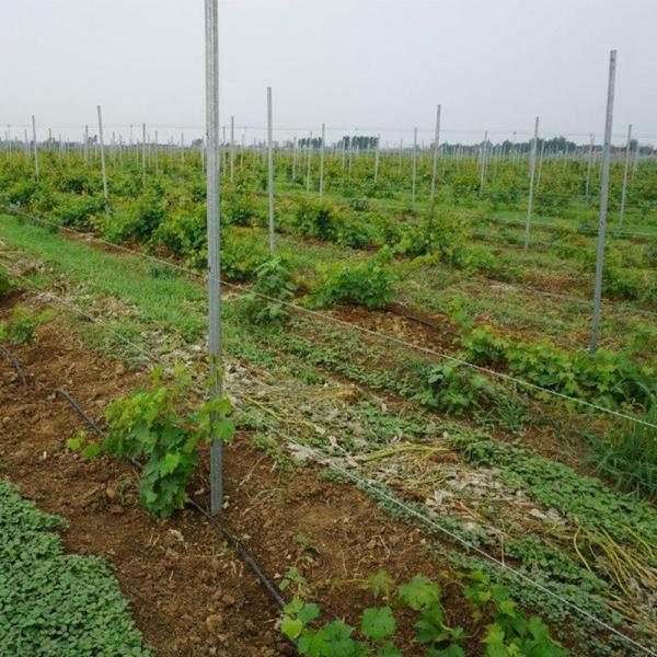 Power Coated Round / Square Metal Vineyard Trellis Posts Q195 / Q235Material
