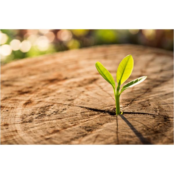 Villa terrasse fauteuil pliable cadre en rotin lit de soleil avec coussin en tissu étanche et design plié