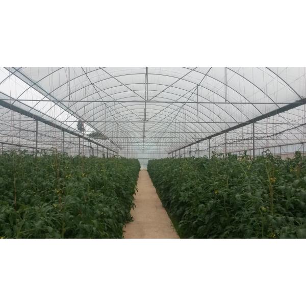 Antioxidant Tomato Extract Natural Healthy Resisting Cancer Lycopene Powder