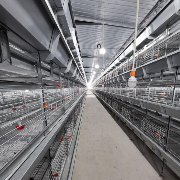 Птенцы цыплята бройлер Куриная клетка 102 Птицы 136 Птицы