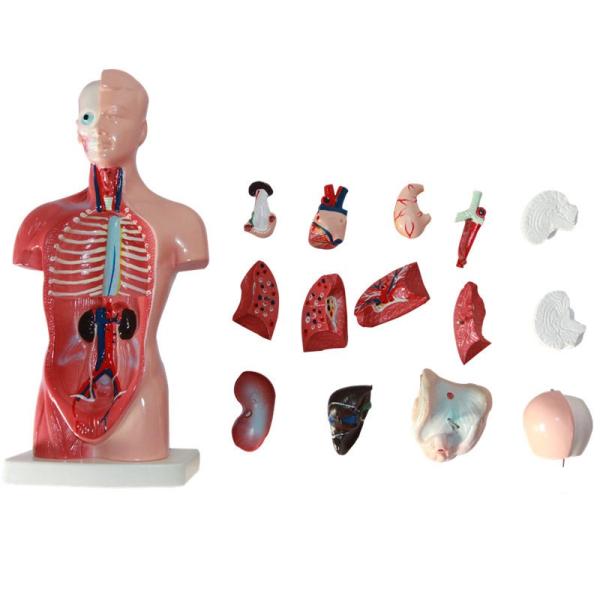 Wholesale Medical Human Trunk Model Manikins For Surgery  Training