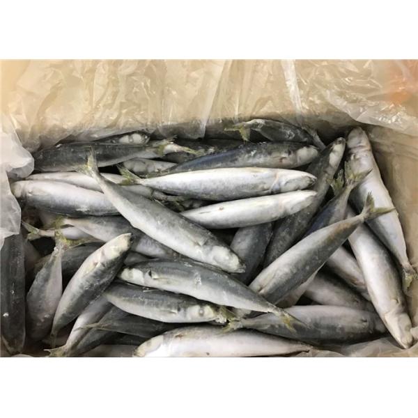 Ставрида протеина 100g 120g здоровья морепродуктов высоко- замороженная круглая