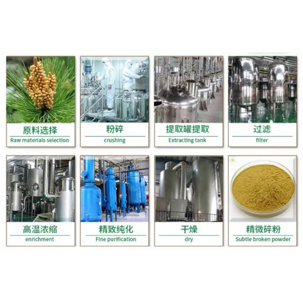 Shell Broken Pine Pollen Powder Fresh Nature Pale Yellow