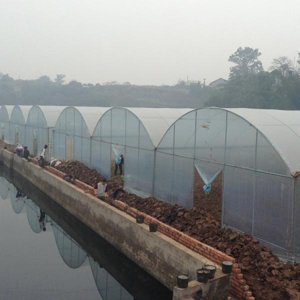 Multi Span Arch Plastic Film Greenhouse Tomato Strawberry Agricultural