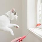 Ponteiro claro interativo do laser da ferramenta do treinamento de Cat Toys For