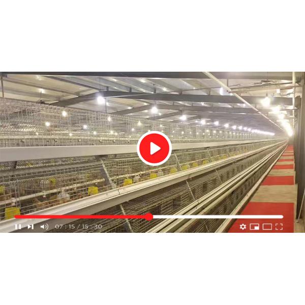 High Quality A Frame Brooding Chicken Cage Pullet Cage With Electro-Galvanized