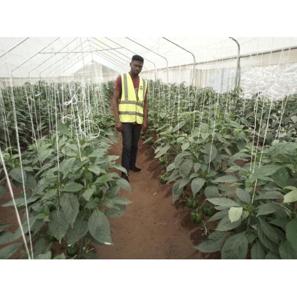 Крытый на открытом воздухе шатер парника небольшой/установленный овощ растет легкое шатра